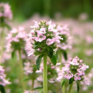 Kerti kakukkfű Thymol illóolaj