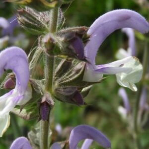 Muskotályzsálya illóolaj