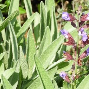 Orvosi zsálya illóolaj